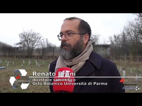 Alberi diffusi in città, un alleato concreto contro il caldo