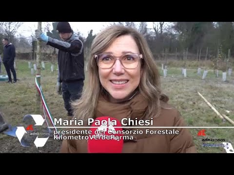 Il Ginkgo come simbolo di memoria e resilienza