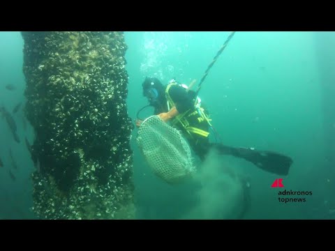 Marina di Ravenna, torna la Festa della Cozza Selvaggia tra mare, biodiversità e tradizioni